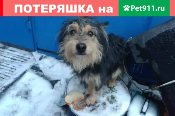 Найден пёс с ошейником в Астрахани