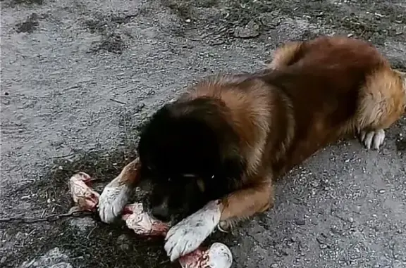 Пропала собака Барс в районе Комсомольского - Грес - Аэропорт