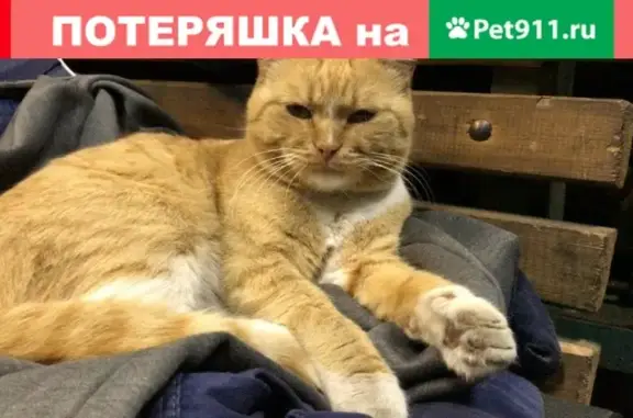 Найден кот ищет новых хозяев в Новосибирске!