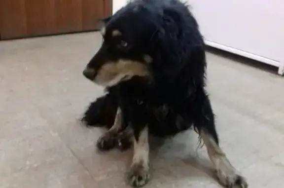Собака найдена в Коврове, ищем хозяина.