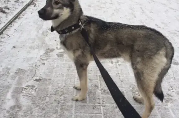Найдена собака на Рижском проспекте