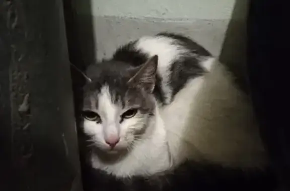 Найдена кошка в СПб, Приморский район