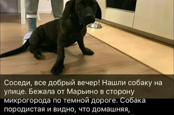 Найдена собака на Пятницком шоссе, Москва