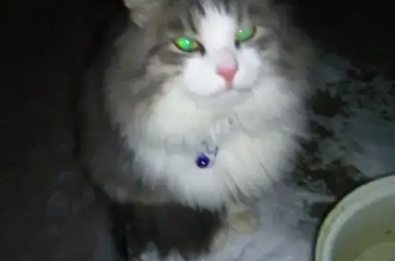 Найден домашний кот в Лысьве, нужен хозяин