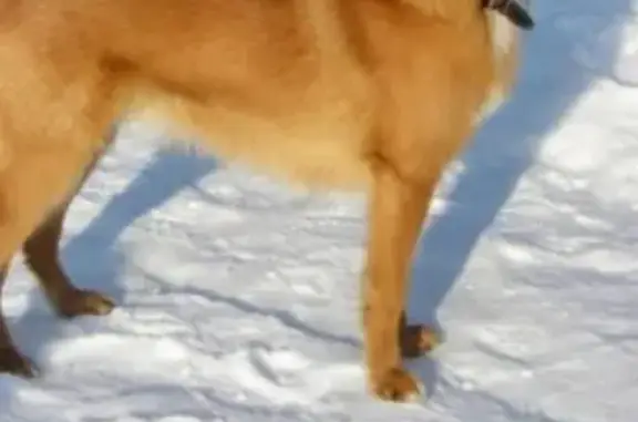 Пропала собака в районе Севостопольская-Вокзальная, Хабаровский край