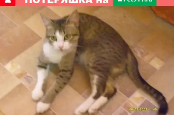 Пропала кошка в Дятьково, Брянская обл.