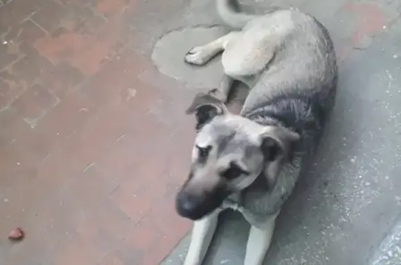 Найдена собака в Ангарске, 22 микрорайон, д.6, п.10