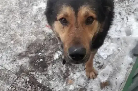 Найдена собака в Тольятти без хозяев