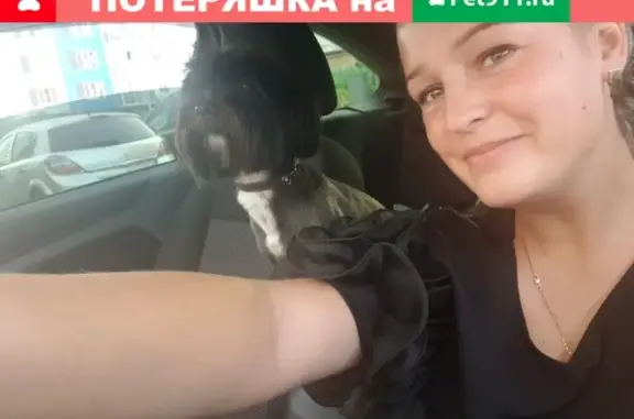 Пропала собака Татоша в Липецкой области, ищем!