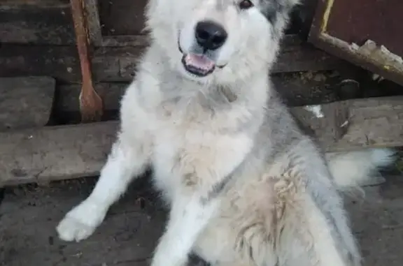 Пропала собака Маламут в Комсомольске-на-Амуре