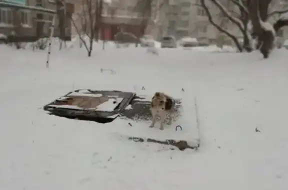 Найдена собака в Барнауле, ищут хозяина