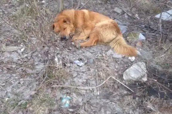 Пропала собака в Кировске, помогите найти!