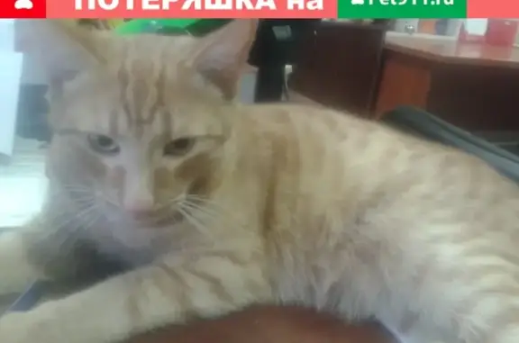 Найден домашний котенок в г. Воскресенск, нужна помощь!