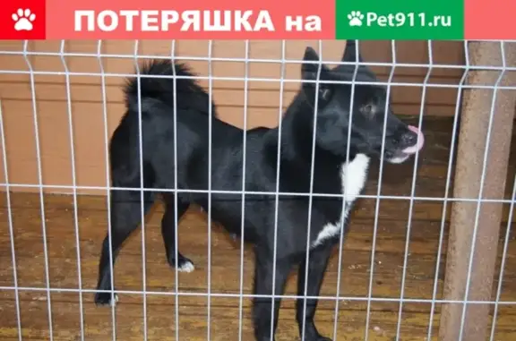 Пропала собака в Ивашково, Московская область #Пропал@catdogzven