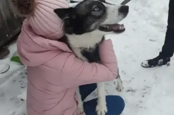 Найдена собака в Курске, п. Юбилейный