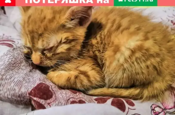Найден котенок в Мысхако, нужен дом