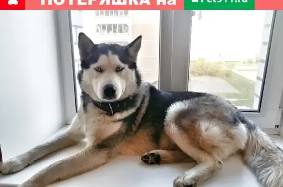 Пропала собака Рэкс в Череповецком районе