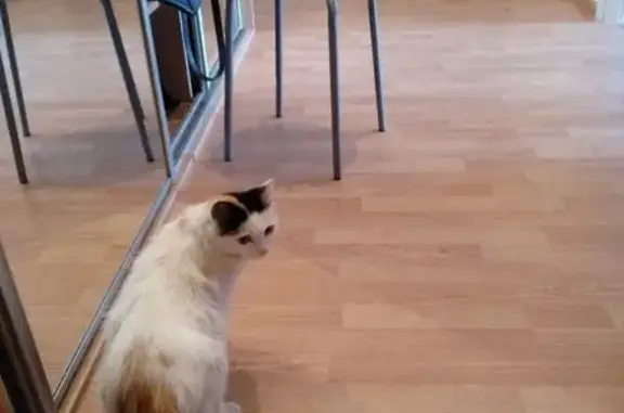 Найдена кошка (Екатеринбург)