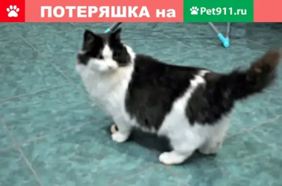 Найдена кошка в Серпухове на улице Болота