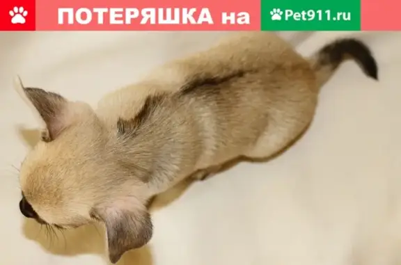 Пропала собака в СПб и ЛО, вознаграждение!