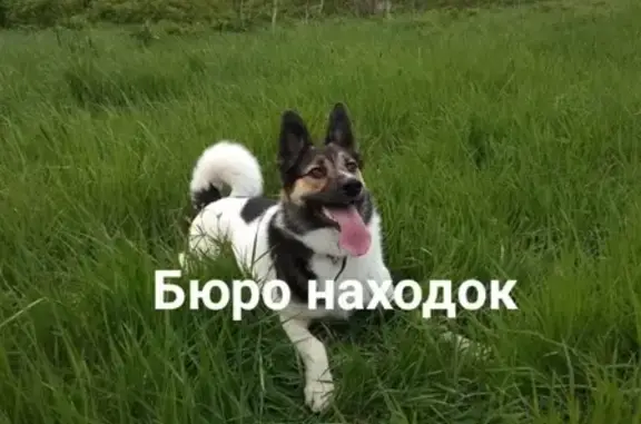 Пропала собака в д. Повракульской, район Сульфат, Архангельск