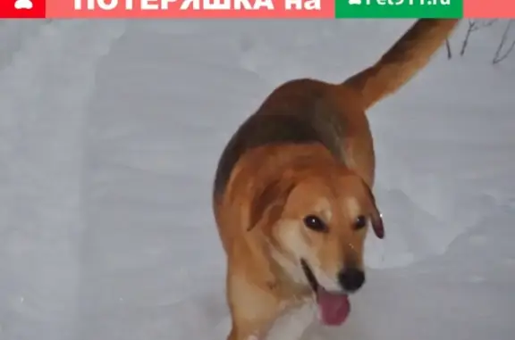 Пропала собака в Ивановской области, помогите найти!