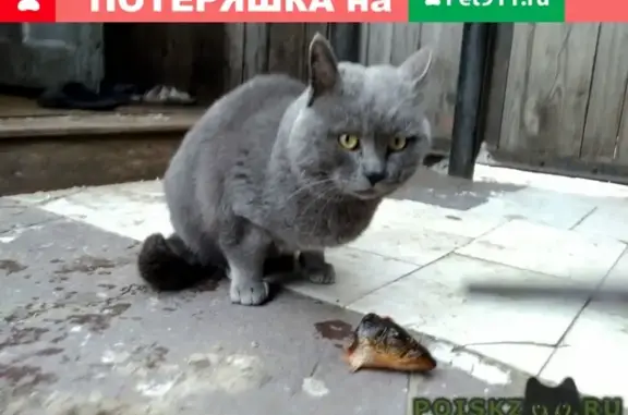 Найден котик в Вороновке, нужна помощь!