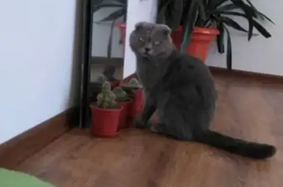 Кошки потеряшки, городское поселение Чегем, фото: Потеряшка кошка в Чегеме 1 - вознаграждение!