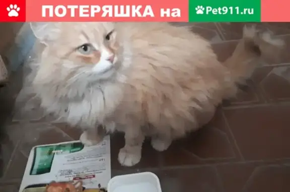 Найдена кошка в Малоярославце
