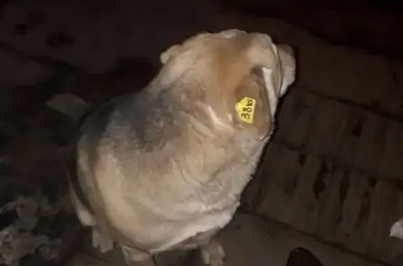 Найдена собака на ул. Гагарина в Казани