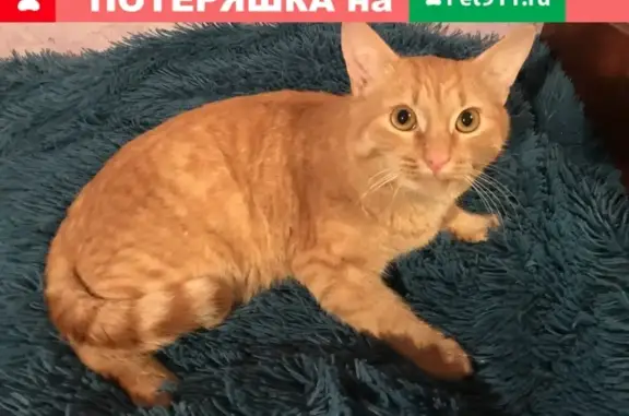Найден рыжий котик на ул. Б.Корнилова!
