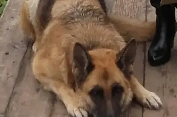 Пропала собака в Соколе, откликается на Тусю