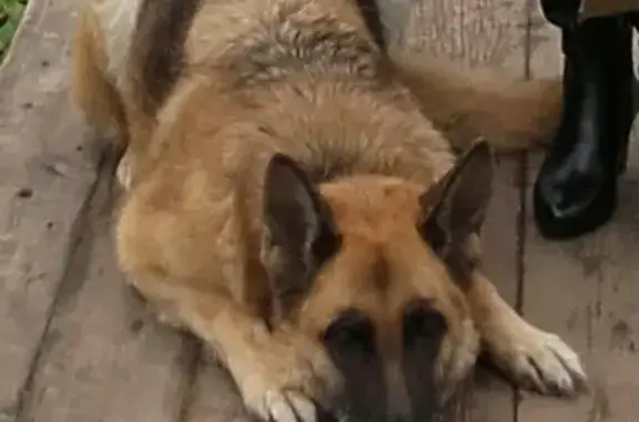 Пропала собака Туся в Вологодской области