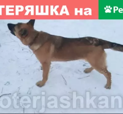 Пропала собака на улице Фадеева, Новосибирск