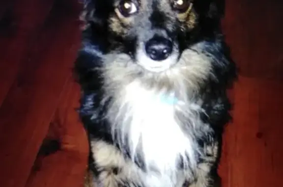 Собаки потеряшки, Якимово, фото: Потеряшка собака в деревне Якимово, вознаграждение!