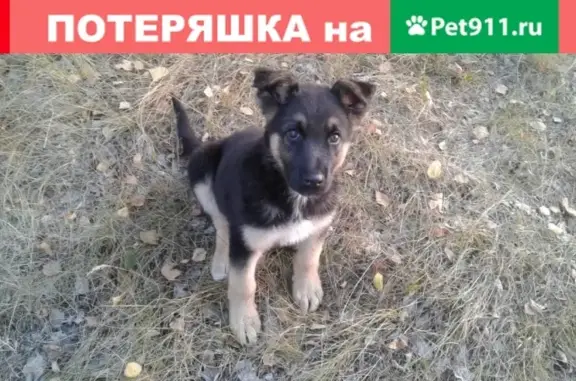 Пропала собака на улице Щорса 12 в Магнитогорске #потеряшка@zoo_mgn