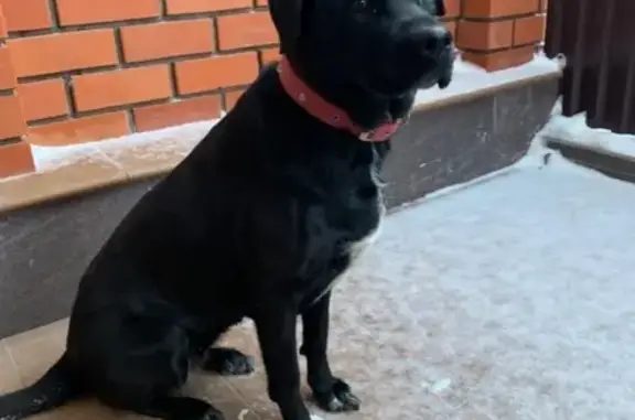 Пропала собака в Коломне