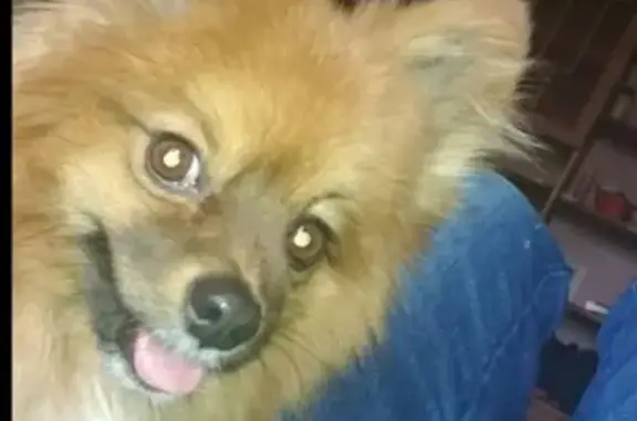 Пропала собака Шпиц по имени Степка в районе Черниковки, Уфа. Просьба помочь!