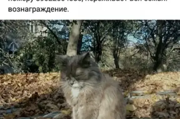 Пропал кот в Черняховске, помогите найти!