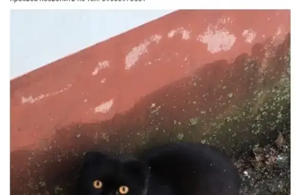 Найден кот в Медведево, шотландская порода, чёрный окрас.