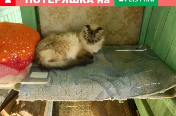 Пропал кот на пр. Победы, Череповец, 16 лет, пуглив.
