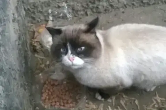 Потерянный кот в 4-м районе Абакана.