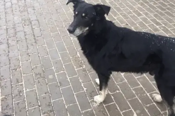 Найдена крупная собака в районе Степного, Оренбург