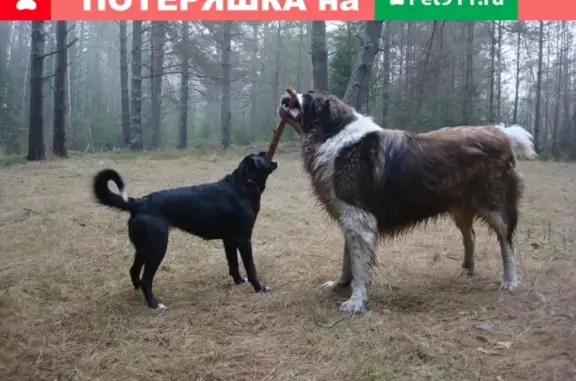 Пропала собака Лада в д. Григорьево, Тверская обл.