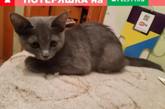 Найдена кошка на Маяковского 27 в Сургуте