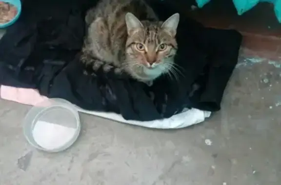 Найдена кошка на Полина Осипенко в Чите