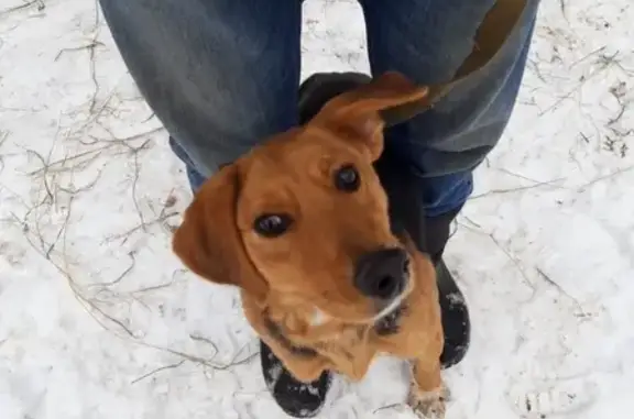Найдена рыжая собака в Калуге!