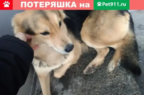 Найдена собака (ул. Машиностроителей 19, Екатеринбург)