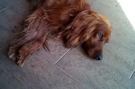 Найдена собака в районе казачьего рынка, Краснодарский край