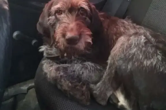 Найдена собака на Зерновой в Калуге